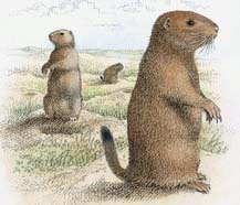 Prairie Dogs